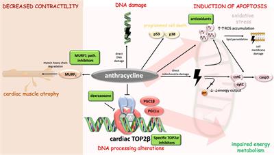 Revisiting treatment-related cardiotoxicity in patients with malignant lymphoma—a review and prospects for the future
